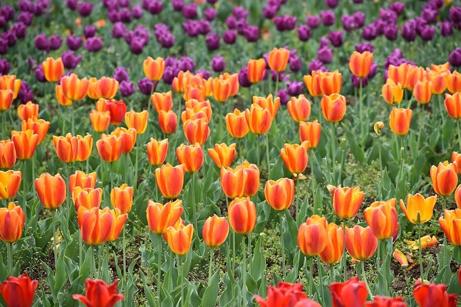6 Days Private Tour in Kashmir - Entering Srinagar the easy way: Airport pickup, Dal Lake shikara, Mughal Gardens