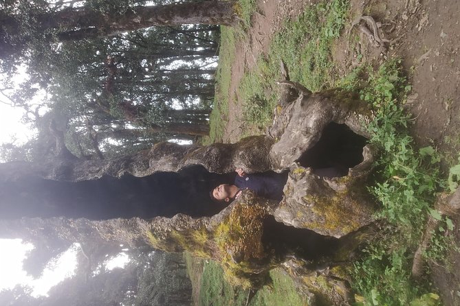 Nagtibba Trek (Pantwari to Pantwari) - Choosing This Trek: Who It Suits Best (and Who Should Skip It)